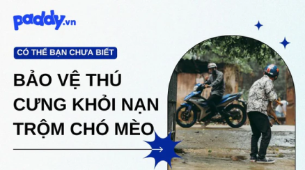 "Cần Làm Gì Để Bảo Vệ Thú Cưng Khỏi Nạn Trộm Chó Mèo" class=