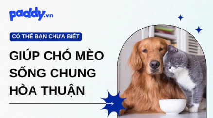 "Chó con hay bị bệnh gì? Top 8 căn bệnh mà chó con hay gặp" class=