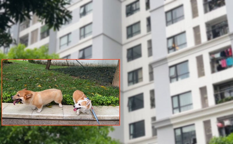 Top những sai lầm phổ biến khi nuôi chó trong căn hộ chung cư