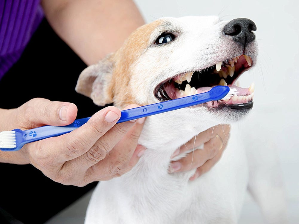 Sức khỏe răng miệng của thú cưng ảnh hưởng thế nào đến sinh hoạt hằng ngày?