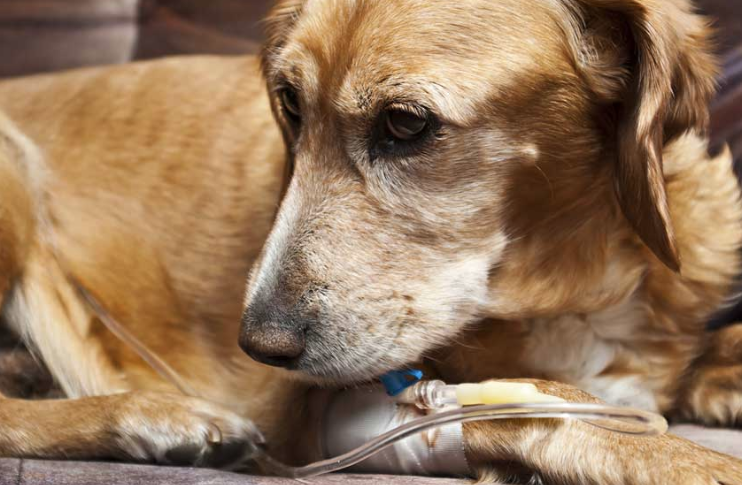 "Nguyên Nhân Và 5 Dấu Hiệu Cho Thấy Thú Cưng Đang Gặp Vấn Đề Đường Tiêu Hóa" class=