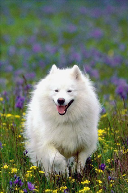 Bebe Happy